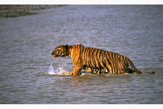 Un tigre arrache un homme d'un bateau de pêche devant ses enfants