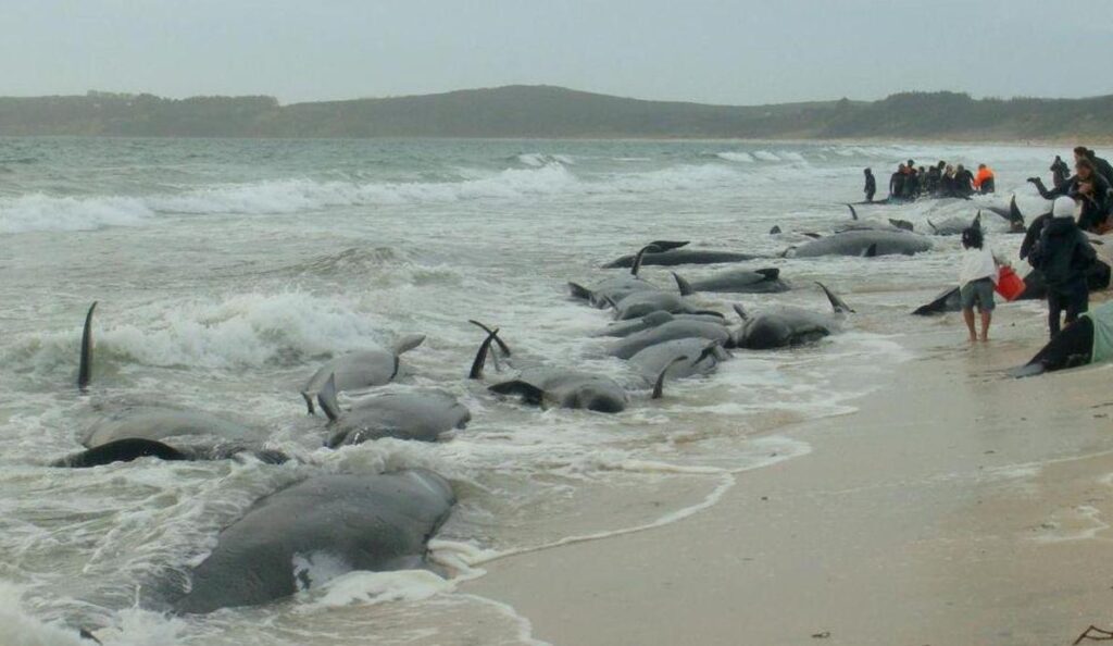 Des baleines échouées sur une plage