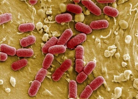 Des bacteries vieilles de 15 millions d'annees presentes dans notre intestin