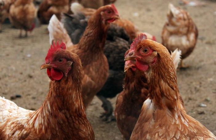Deux cas de grippe aviaire H5N1 détectés en Dordogne
