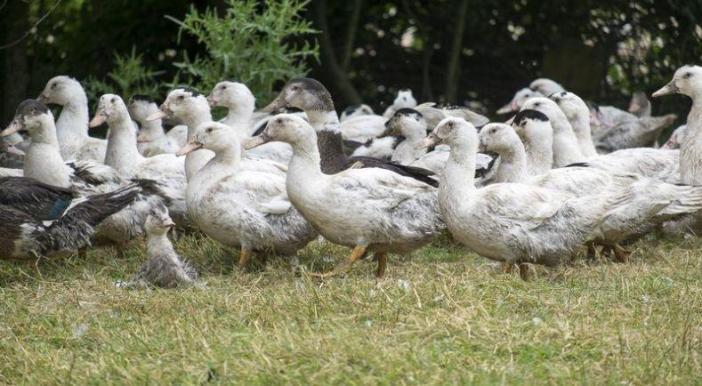 Grippe aviaire en Aveyron 11 000 canards a l-abattoir