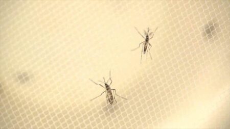 Le virus Zika peut proliferer plusieurs jours dans les voies genitales
