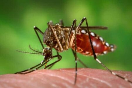 Le virus Zika pourrait egalement menacer le cerveau des adultes