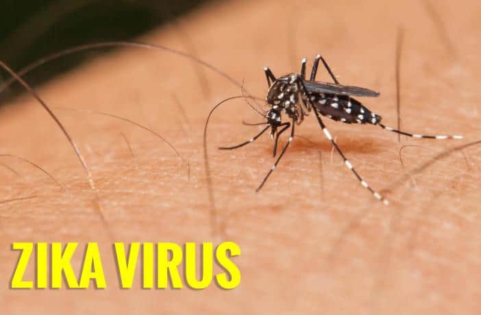 Virus Zika Un vermifuge capable de stopper la proliferation