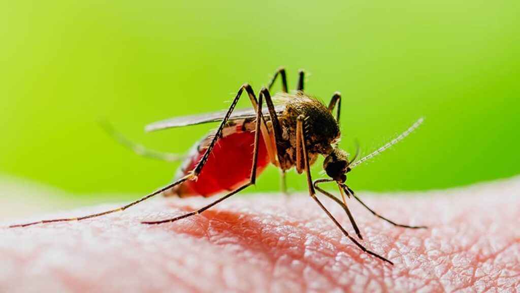 le virus zika se transmet par une piqure de moustique