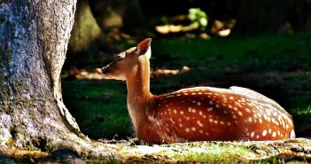 La chasse à l’horizon 2040 : défis et perspectives vus par la Fondation Sommer La Fondation Sommer et ses perspectives d'ici 2040