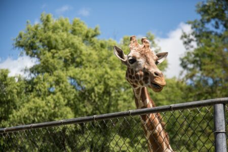 Girafe dans un Zoo