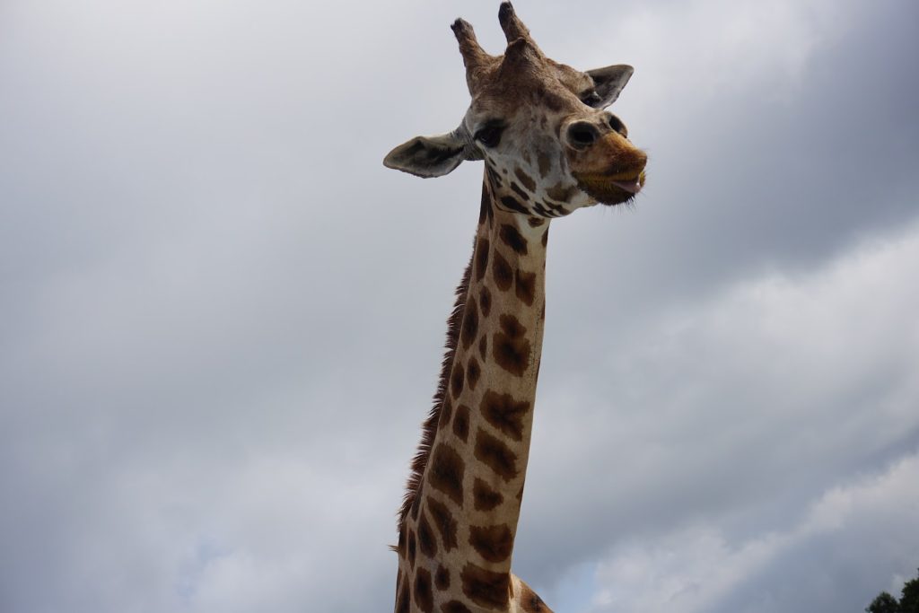 Girafe regardant le photographe