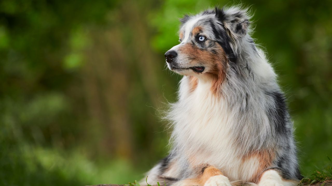 Quel est le chien le plus intelligent ? Top 10 — free download