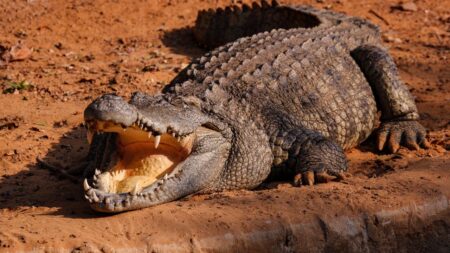 crocodile geant histoire hopital (3)