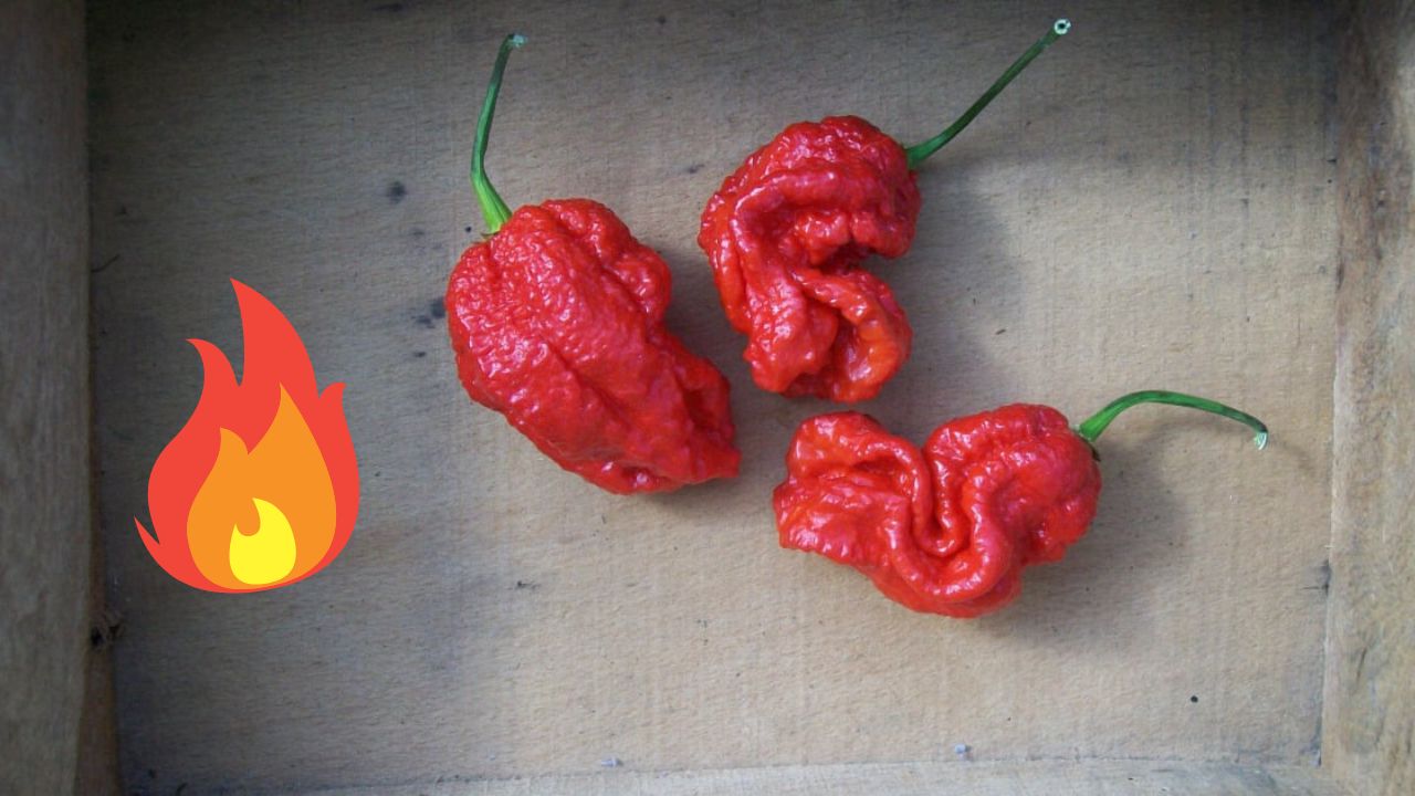 Quel est le piment le plus fort du monde