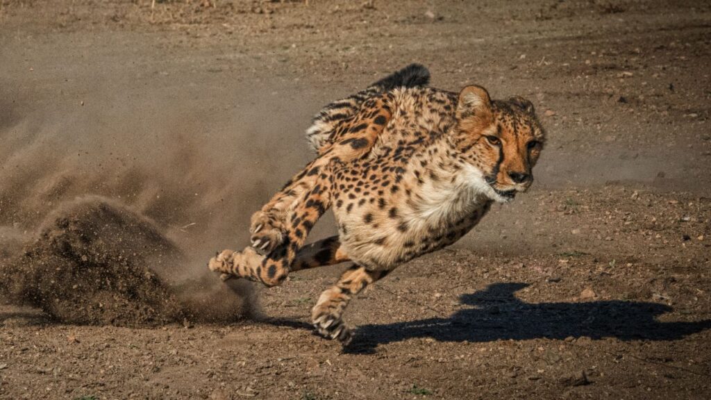 animaux les plus rapides monde