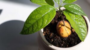 avocatier pot tuto avocat noyau (2)