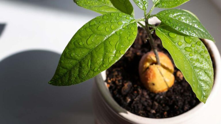 Tuto : Comment faire pousser un avocatier avec un noyau d'avocat