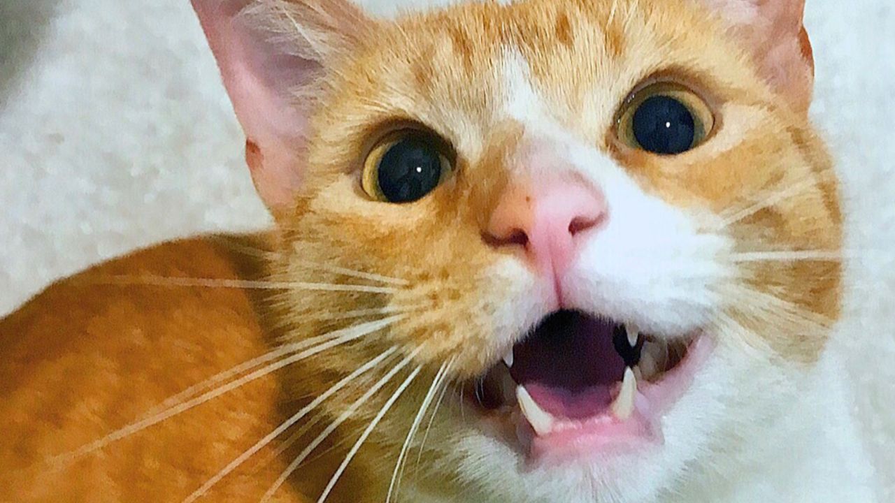 Pourquoi mon chat miaule tout le temps