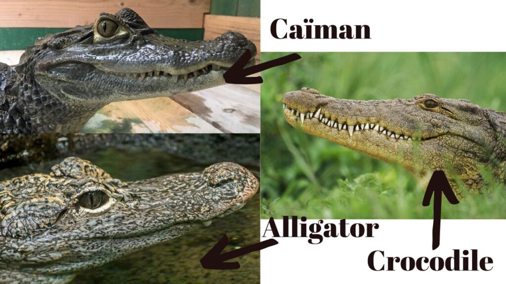 difference crocodile caiman alligator (1)