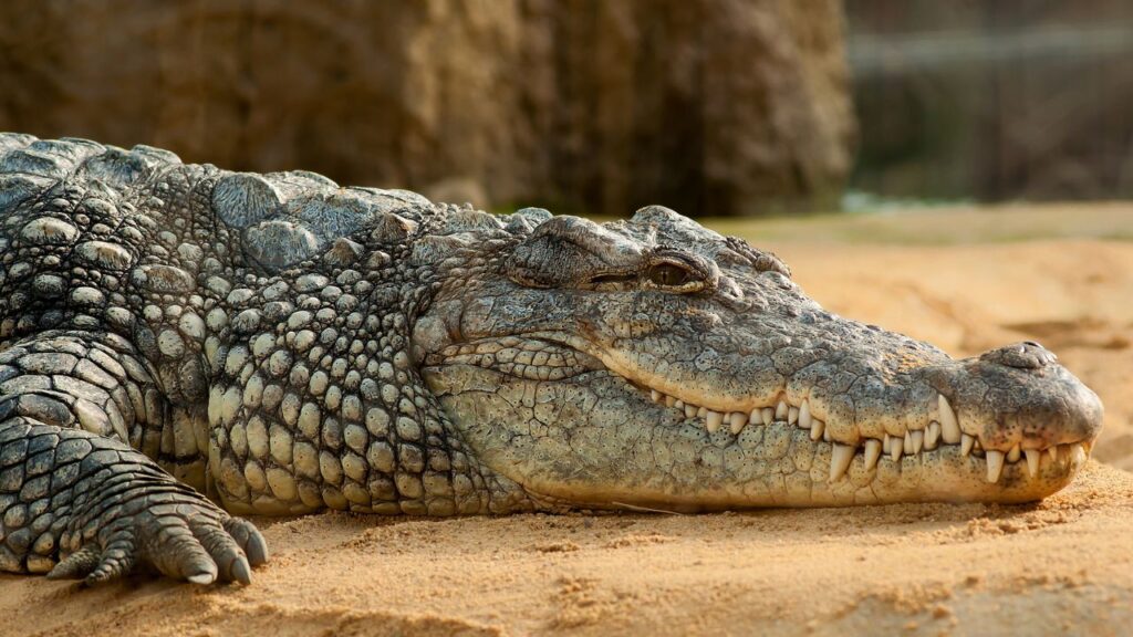 difference crocodile caiman alligator (1)