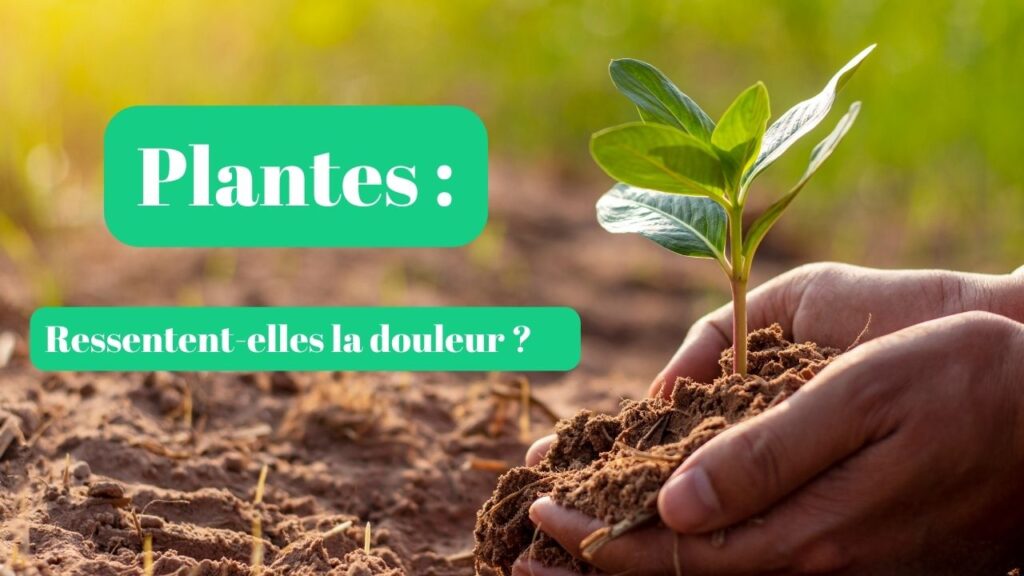 plantes sentiments douleurs reflexion (3)