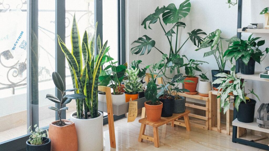 plantes sentiments douleurs reflexion (3)