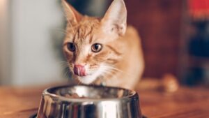 chat manger fruits liste (1)