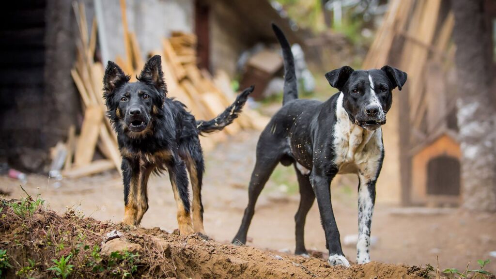 chien voisin aboie que faire (1)
