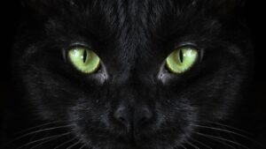 malheur chat noir (1)