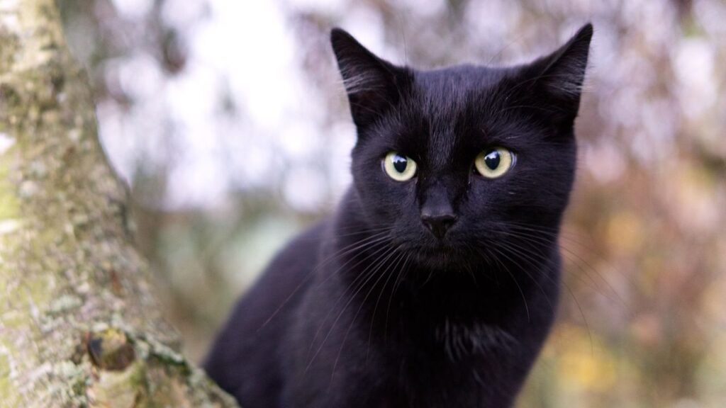 malheur chat noir (1)