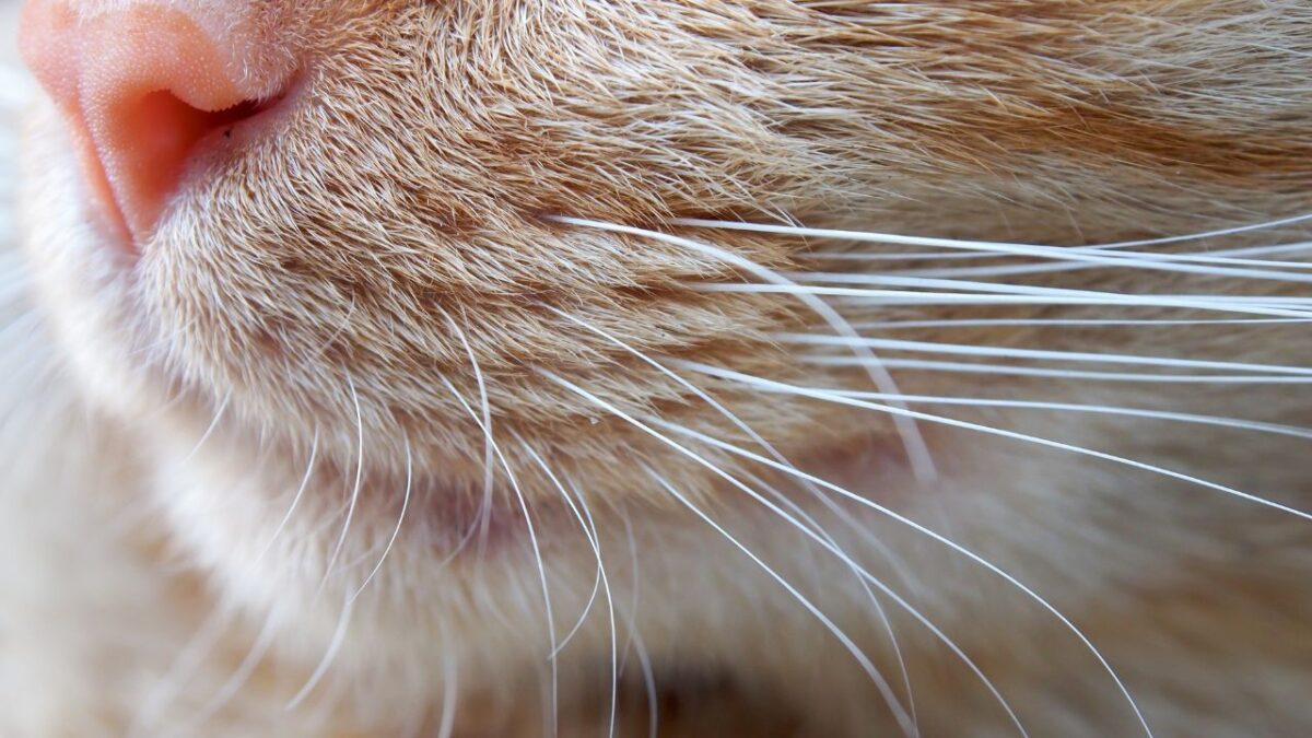 Lot De 6 Mouches Artificielles 'Moustaches à Chaîne' Pour La Pêche à La Truite - Pêche à La Mouche