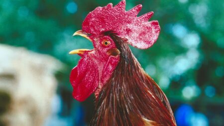 pourquoi coq chante (1)