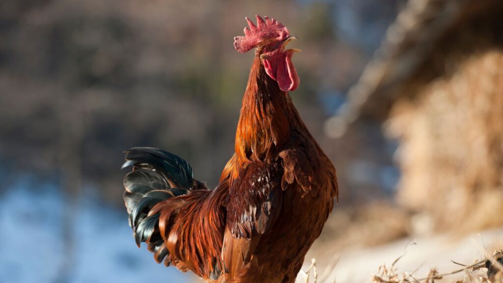 pourquoi coq chante (1)