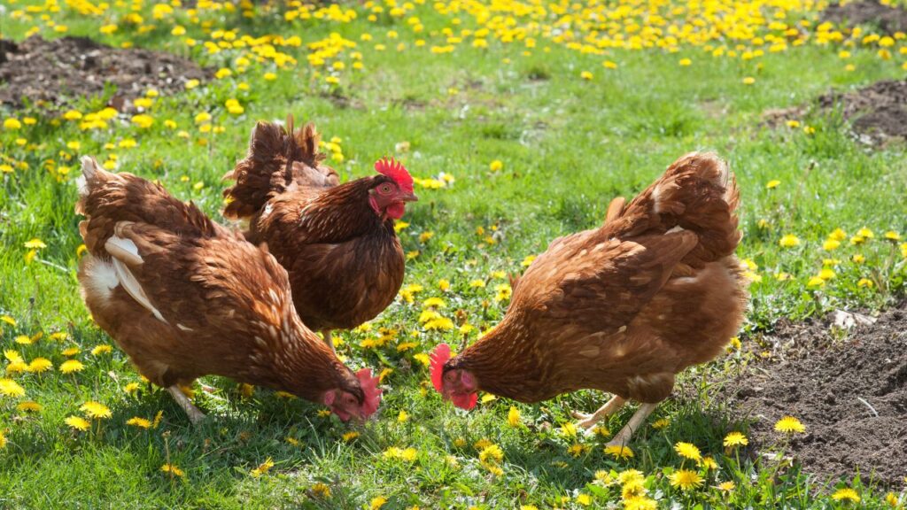 elevage poules