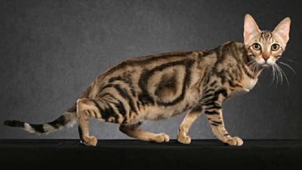 sokoke races chats les plus rares monde