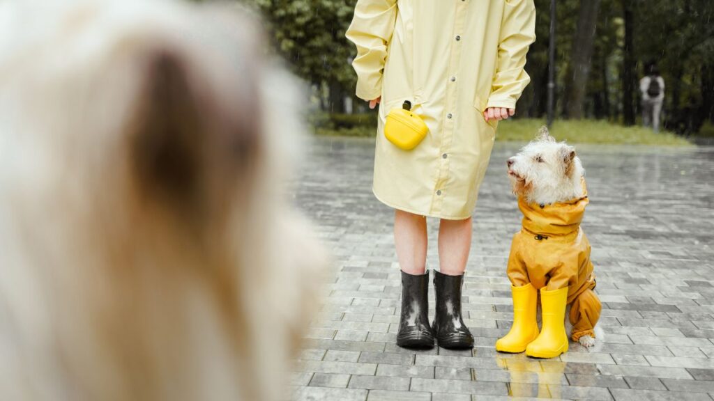 promener chien pluie