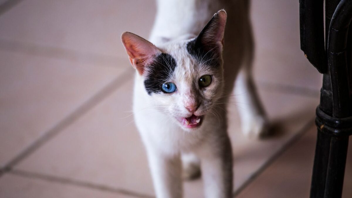Pourquoi mon chat miaule le matin ou la nuit ? Raisons et solutions