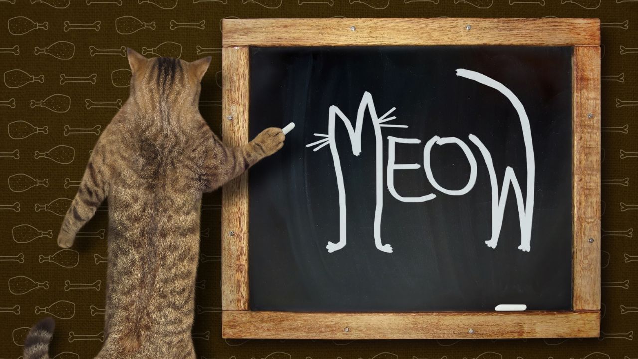 Pourquoi mon chat miaule le matin ou la nuit ? Raisons et solutions