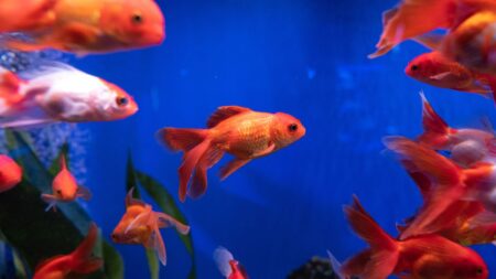 choses savoir poissons rouges (3)