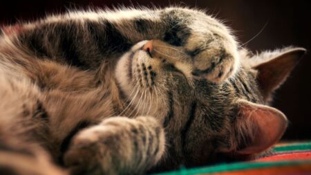 combien temps dormir dort chat chats (1)