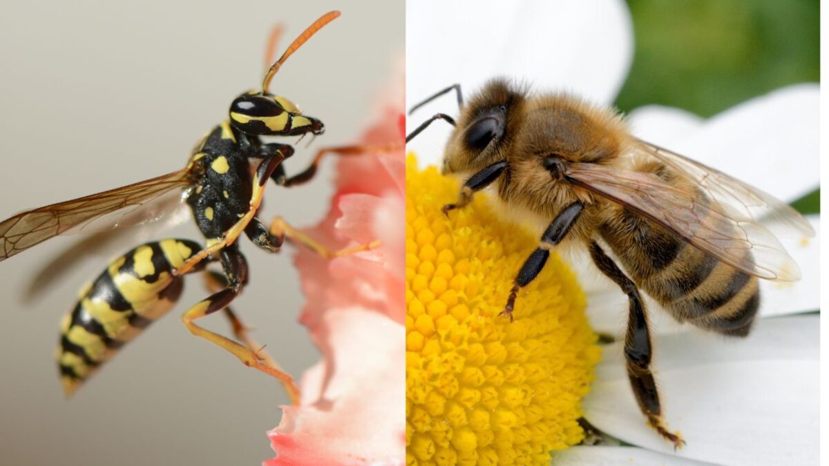 Quelle est la différence entre une abeille et une guêpe — free download