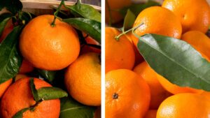 difference clementine clementines mandarine mandarines (1)