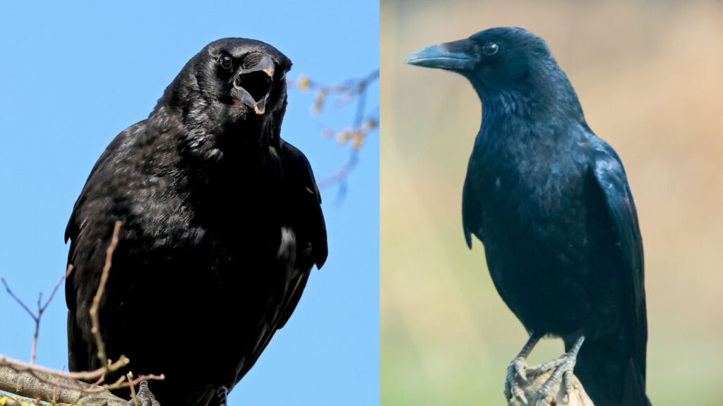 difference corbeau corneille (1)