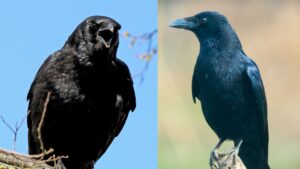 difference corbeau corneille (1)