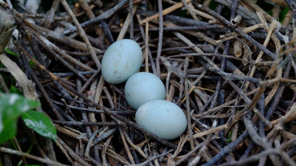 oiseaux œufs oeufs sans fecondation (2)