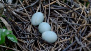Est-ce que tous les oiseaux pondent des œufs sans fécondation, comme les poules ? oiseaux œufs oeufs sans fecondation (2)
