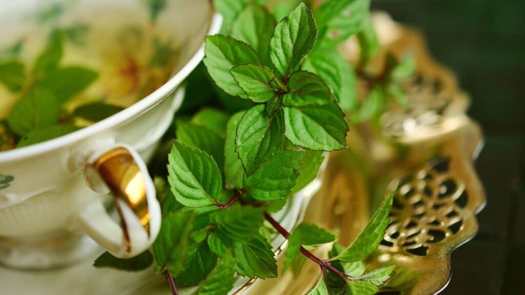 plante aromatique menthe poivrée (1)
