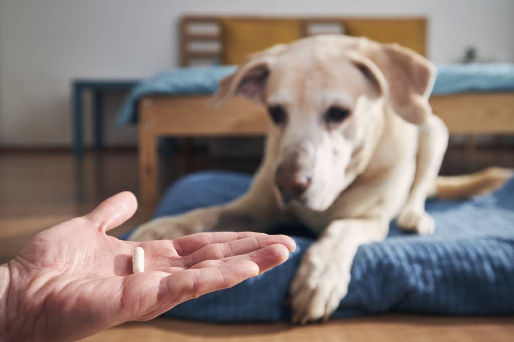complément alimentaire pour chien âgé