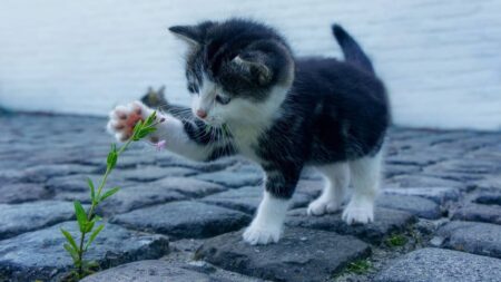 chat-heureux-épanoui