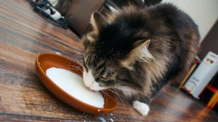 donner lait chat chaton (1)