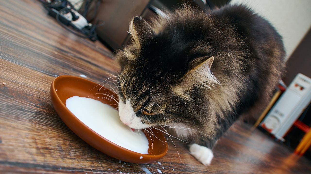 Peuton donner du lait à un chat ou un chaton