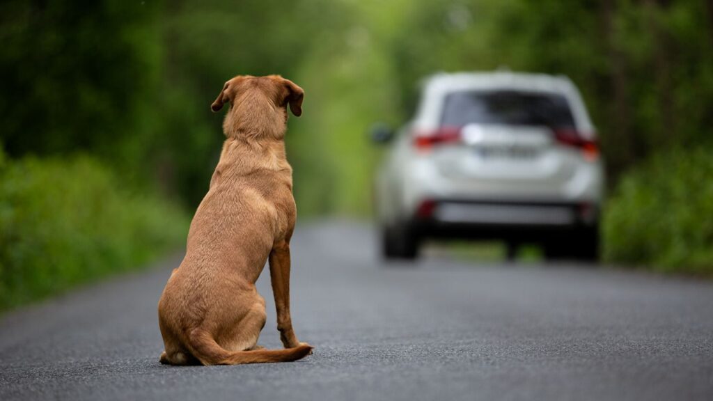 races chiens spa (1)