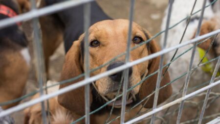 races chiens spa (1)